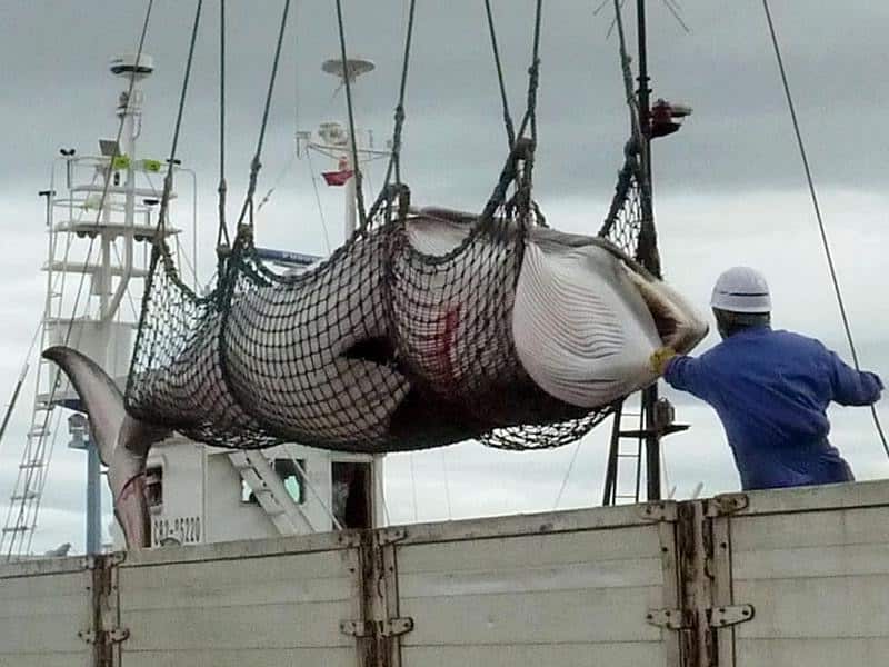 Japan hunts whales for what it calls "research purposes" but critics say that's a sham.