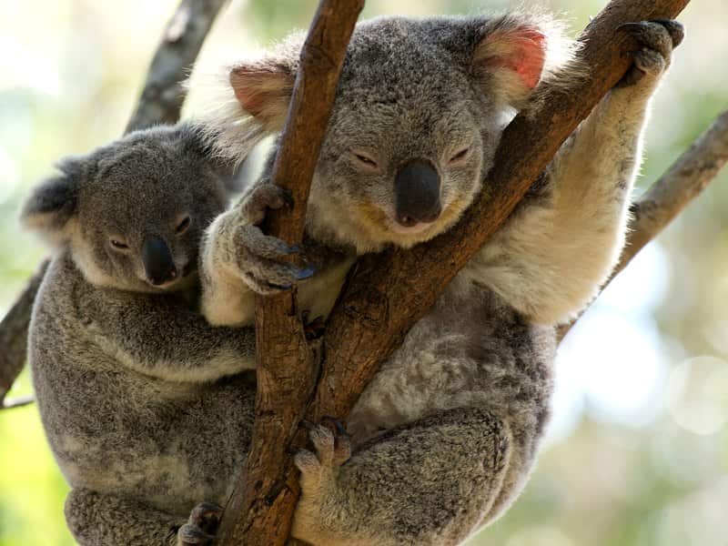 koalas