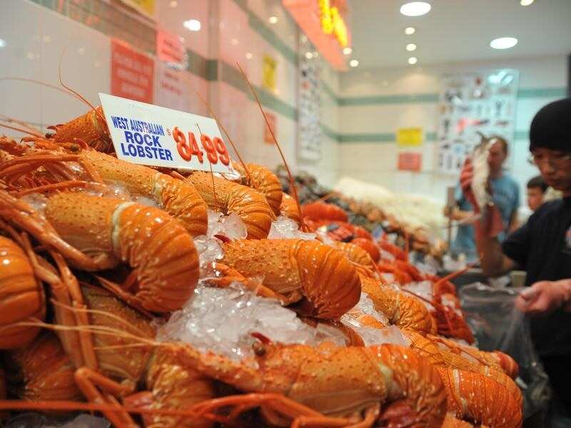 Rock lobsters on display at the Sydney Fish Market.