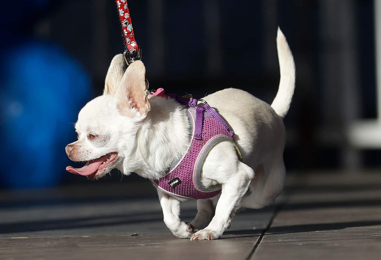 Mrs. Kravitz, a Chihuahua, runs on stage during the World's Ugliest Dog Contest at the Sonoma-Marin Fair in Petaluma, Calif., Saturday, June 23, 2018. (AP Photo/Jeff Chiu)