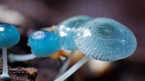 Mycena interrupta