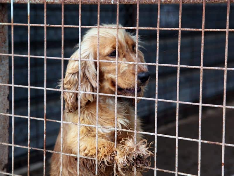A puppy seized from an illegal puppy breeding farm in Victoria.