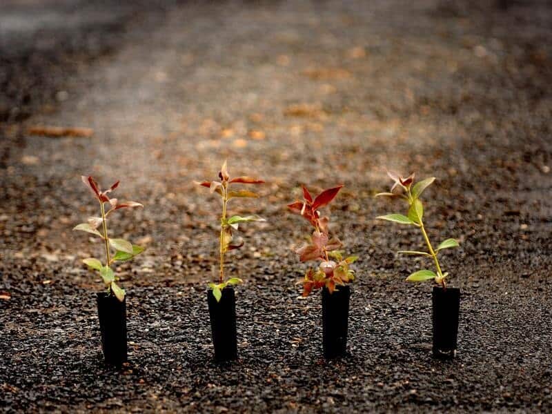 Australian native plant seedlings