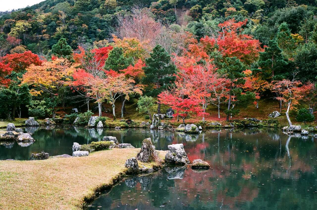 Khu vườn trong chùa Tenryuji rực rỡ vào mùa thu.