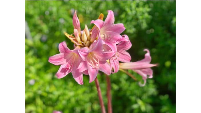 Beautiful flowers in the garden.
