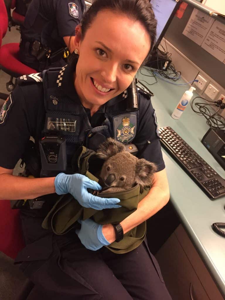 The joey was slightly dehydrated but otherwise well said the RSPCA. 