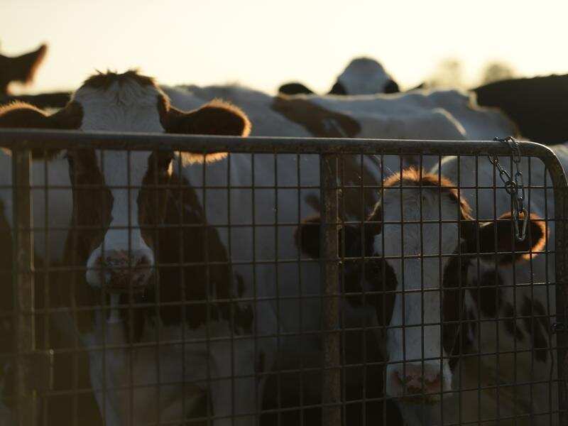 Dairy cattle during milking time