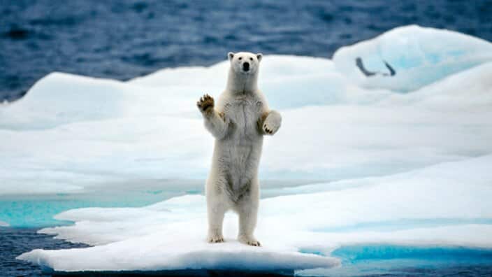 Polar bear standing upright on pack ice in the Arctic ocean on the North Pole.