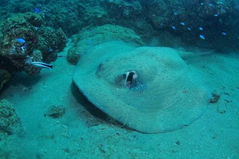 A man has died after being stung by a stingray , near Hobart. 