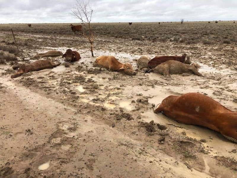 Dead livestock caused by flooding near Julia Creek, north Queensland
