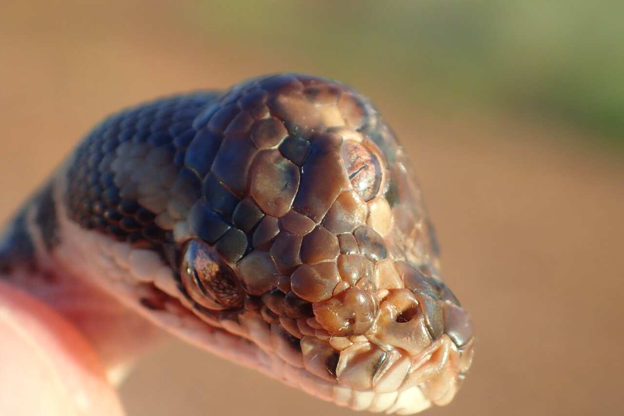 Serpiente con tres ojos