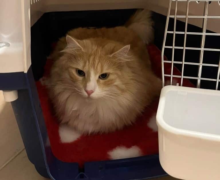 Importing Pet from HK