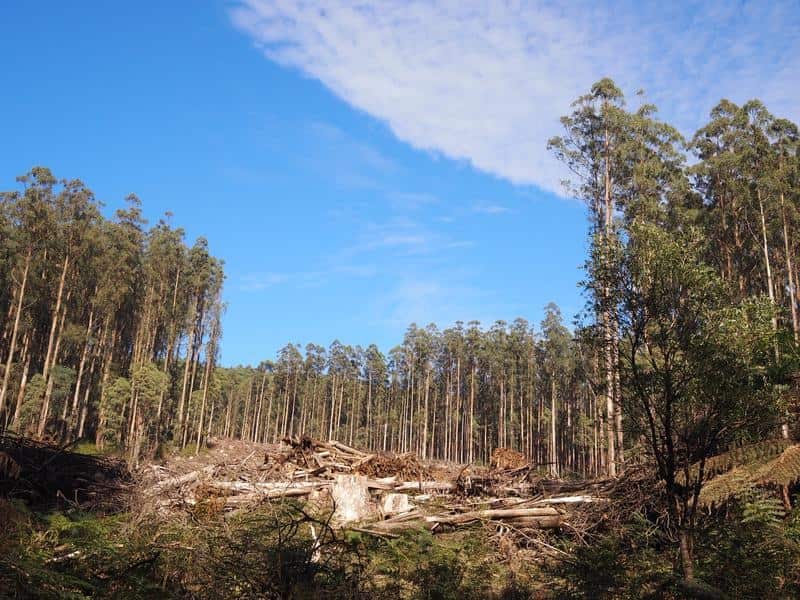 A supplied image of logged trees in Mountain Ash forest.
