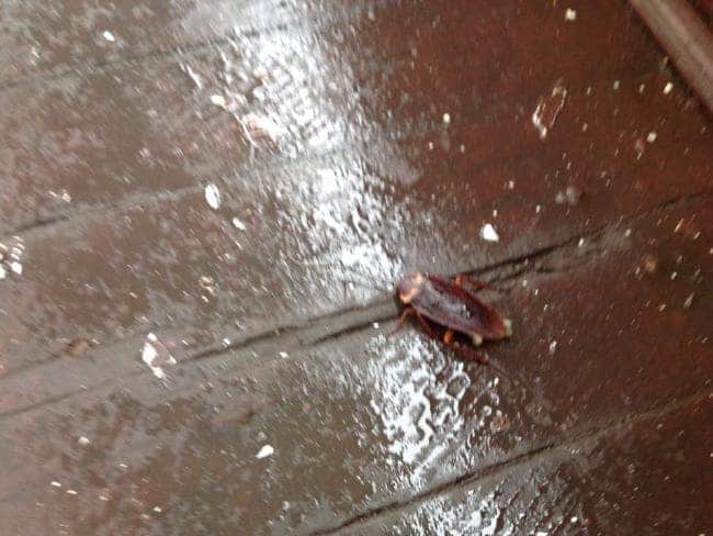 “One of many cockroaches”. Picture: Lynne Ryan