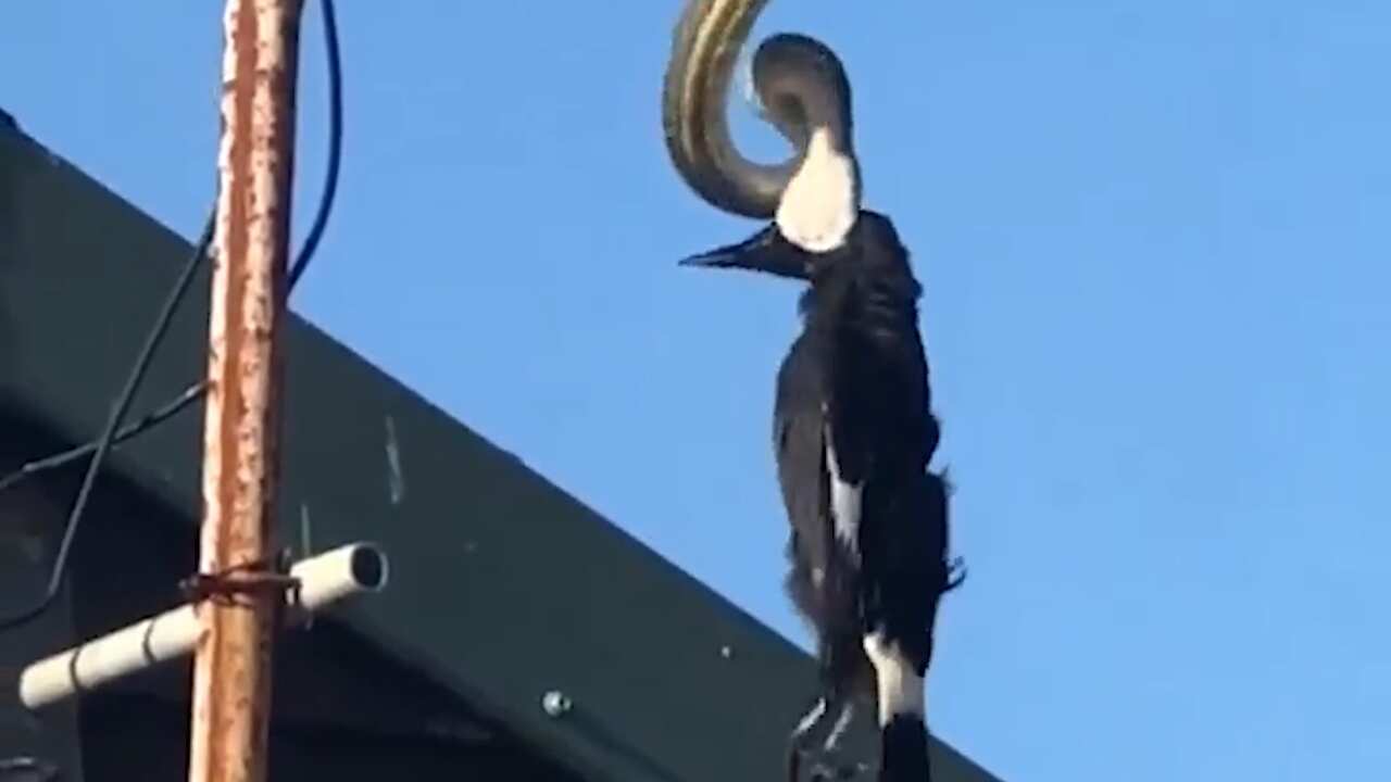 Snake eats bird