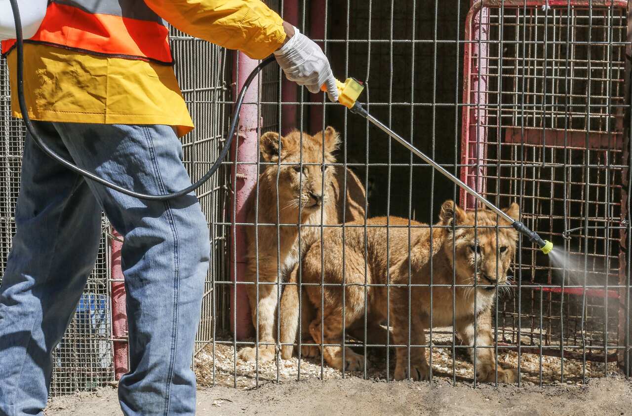 A Palestinian municipality worker disinfects the enclosures at Rafah Zoo in the southern Gaza Strip on March 11, 2020 amid the spread of coronavirus. (Photo by SAID KHATIB / AFP) (Photo by SAID KHATIB/AFP via Getty Images)
