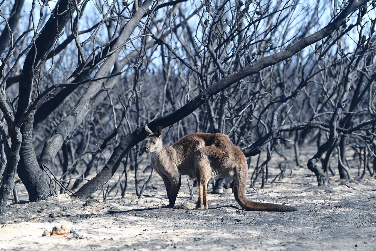 A kangaroo is seen at the Flinders Chase National Park during bushfires on Kangaroo Island.