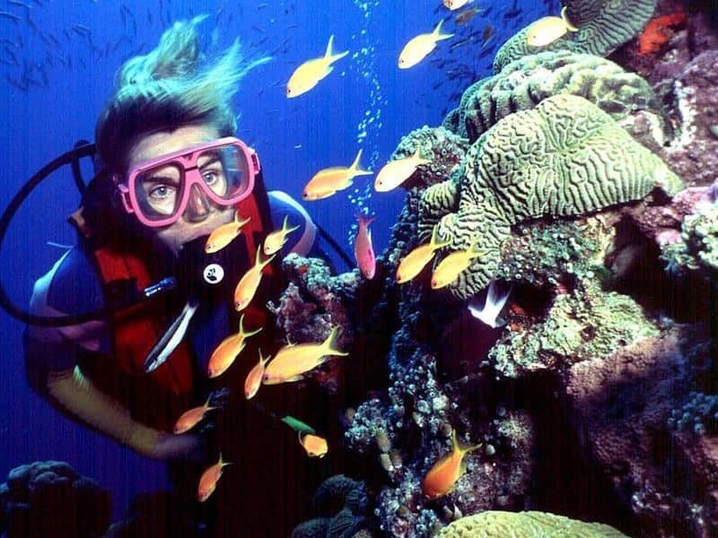 Diver swims on Australia's Great Barrier Reef.