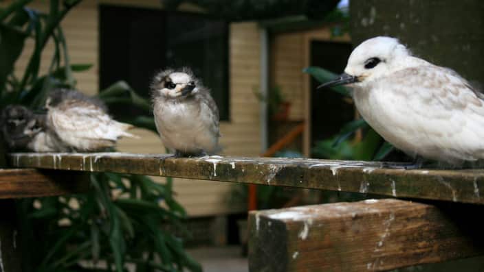 An undated photo of white tern chicks on Lord Howe Island.
