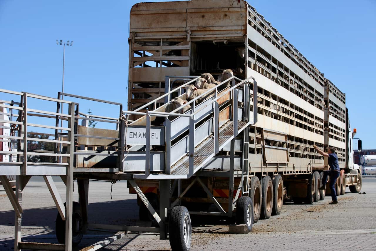 A temporary ban on exporting live sheep from Australia to the Middle East ends this week. 