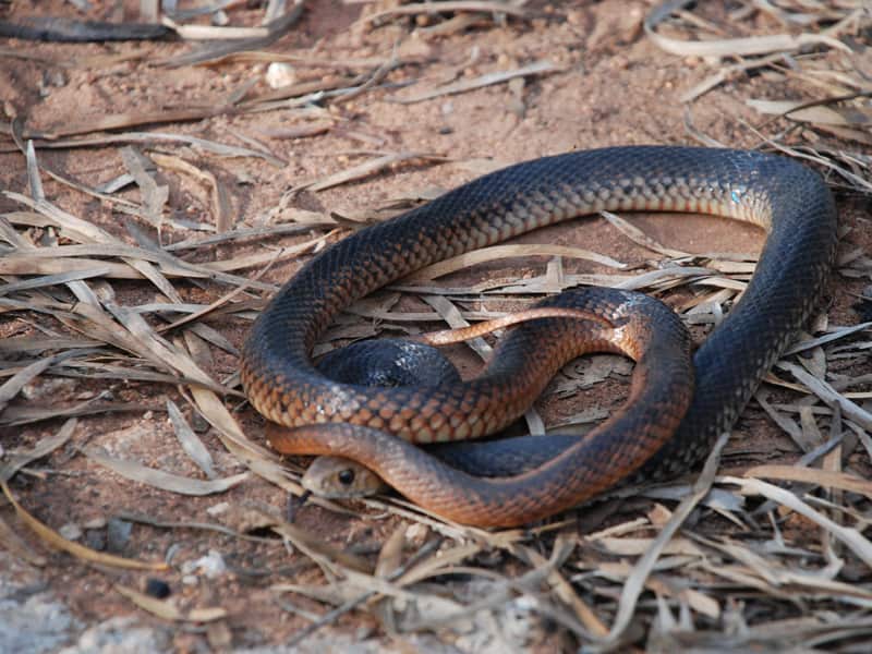 Brown snake