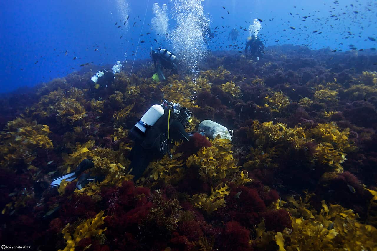 University of Western Australia researchers at the Great Southern Reef at the Abrolhos Islands in Australia.