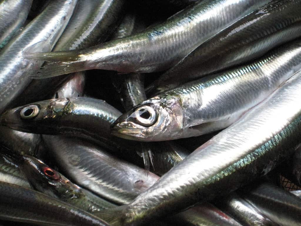 Sardines