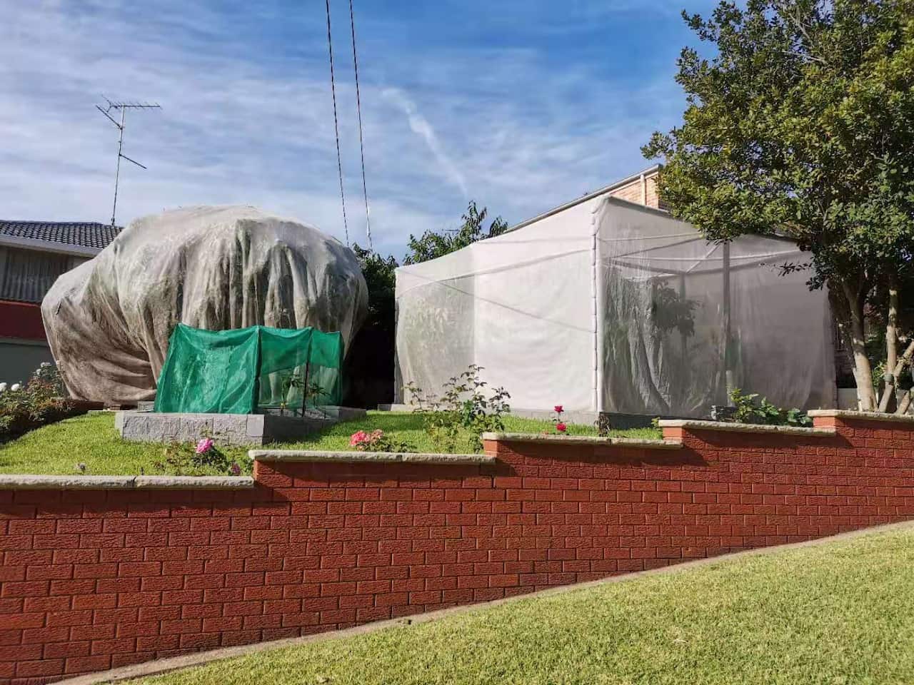 用防虫网把整个果树保护起来