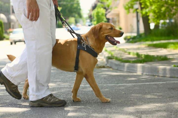 개 발바닥은 주인 신발 밑창보다 깨끗…시간당 9∼12번 발바닥 핥아