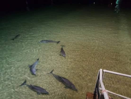 Images of dolphins on Tangalooma Beach, Moreton Island