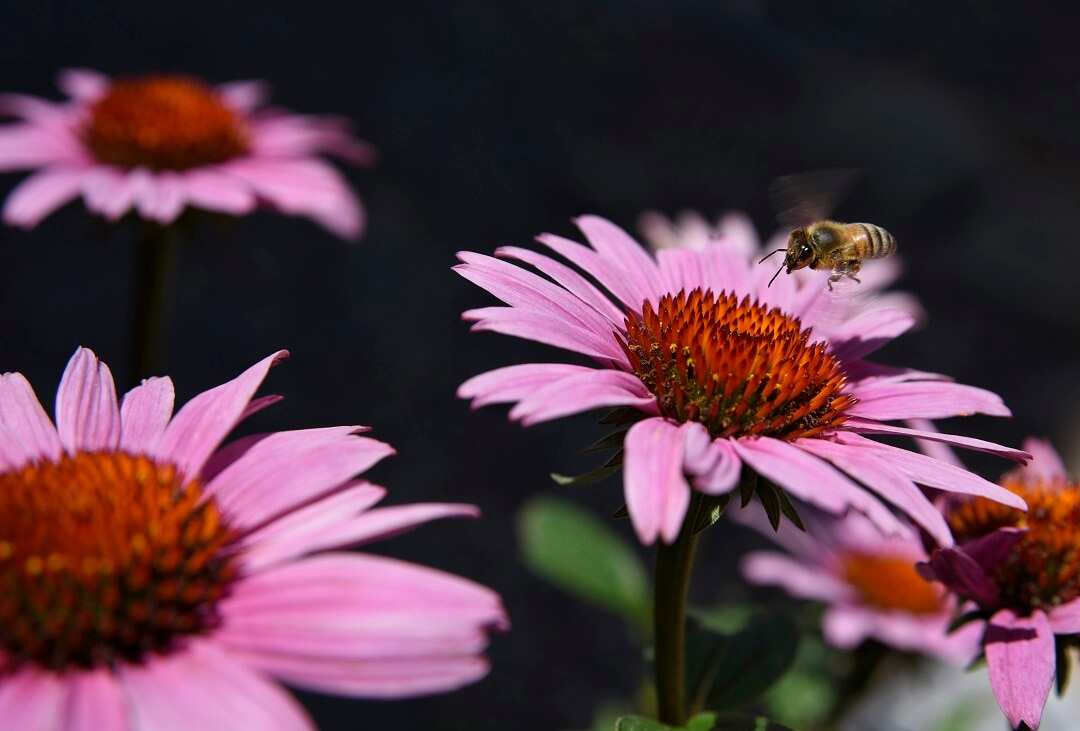 A honey bee visits a purple cornflower blossom.