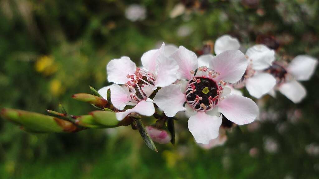 Manuka bush