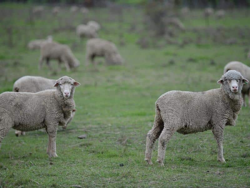 A file image of sheep on a property near Canberra.