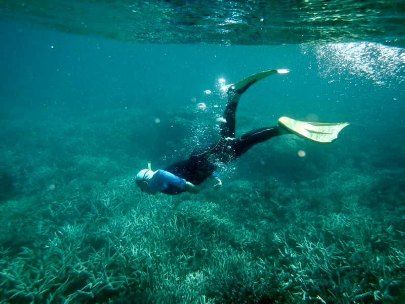 Scuba diving at Heron Island