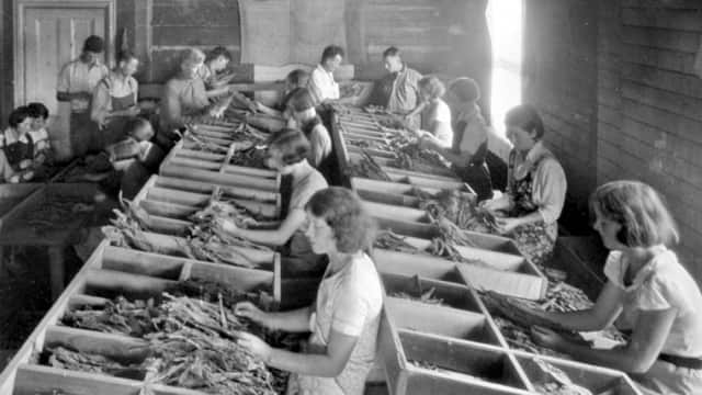 Manifacture of tobacco in Queensland in 1933