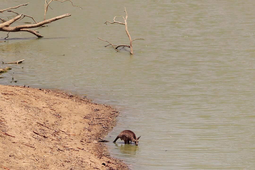 Darling River Community Feel Effects Of Alleged Murray-Darling Basin Mismanagement