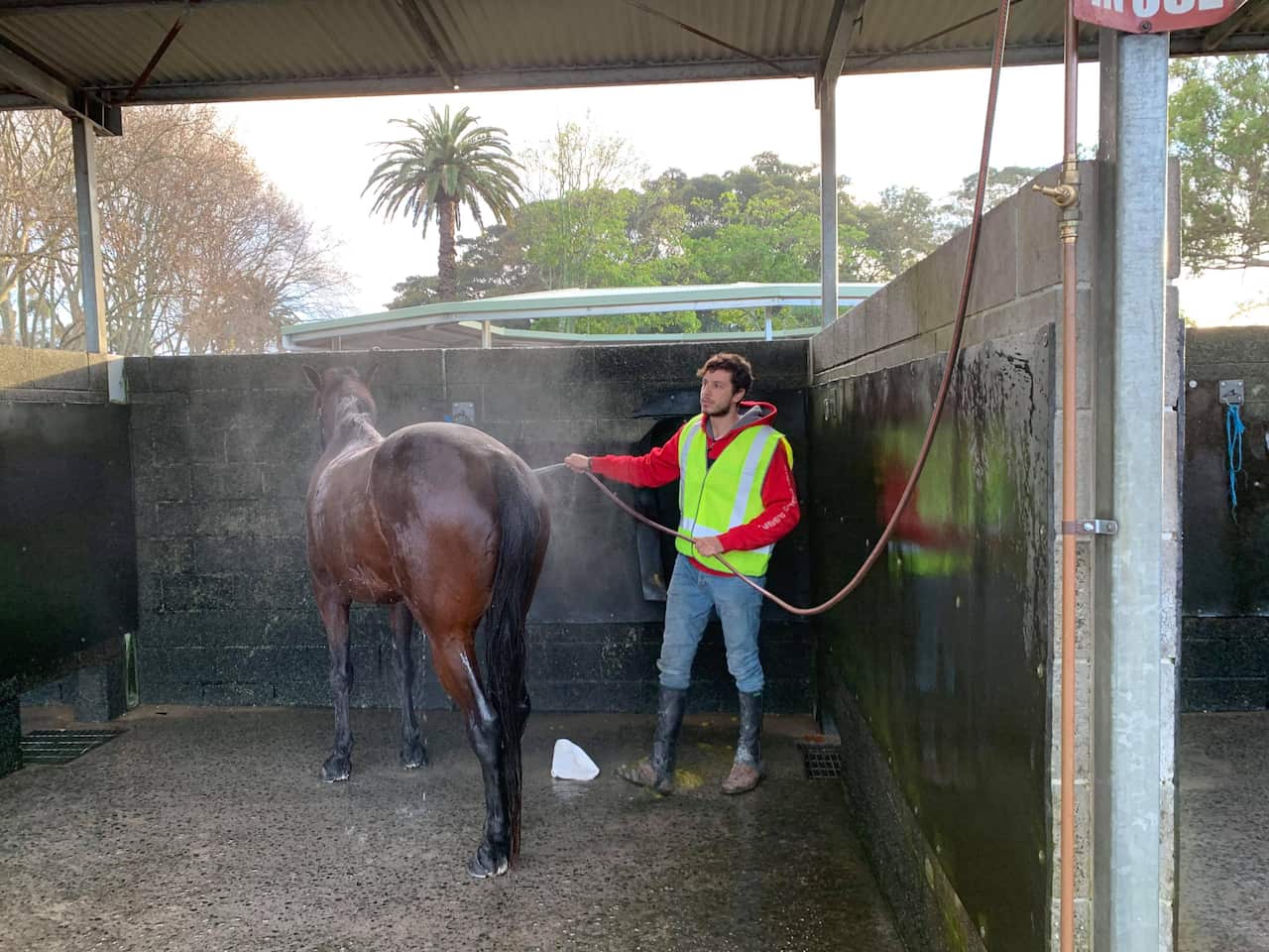 Shady El Agamy in the beginning of his life in Australia, cleaning a horse working at Gai Waterhouse & Adrian Bott Racing.