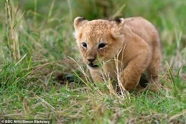poisoned lion cub lies close to death