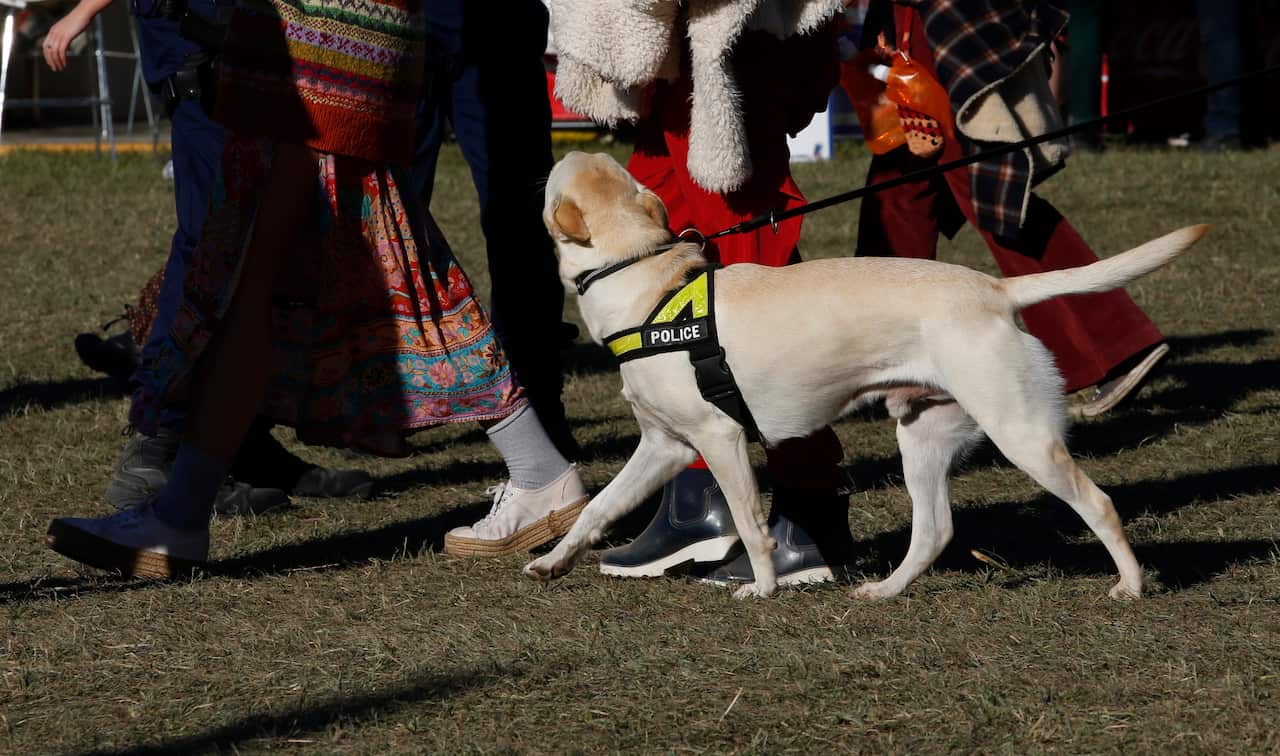 A police sniffer dog is seen during Splendour In the Grass in Northern New South Wales, Saturday, July 20, 2019. (AAP Image/Regi Varghese) NO ARCHIVING