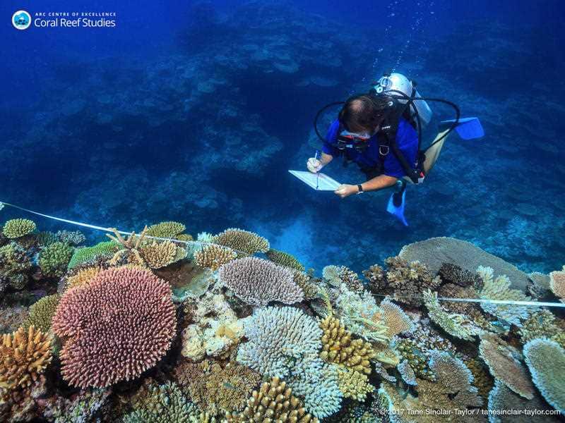 Coral bleaching, a deadly disease that strikes reefs when oceans heat up, has risen nearly five-fold since the 1980s