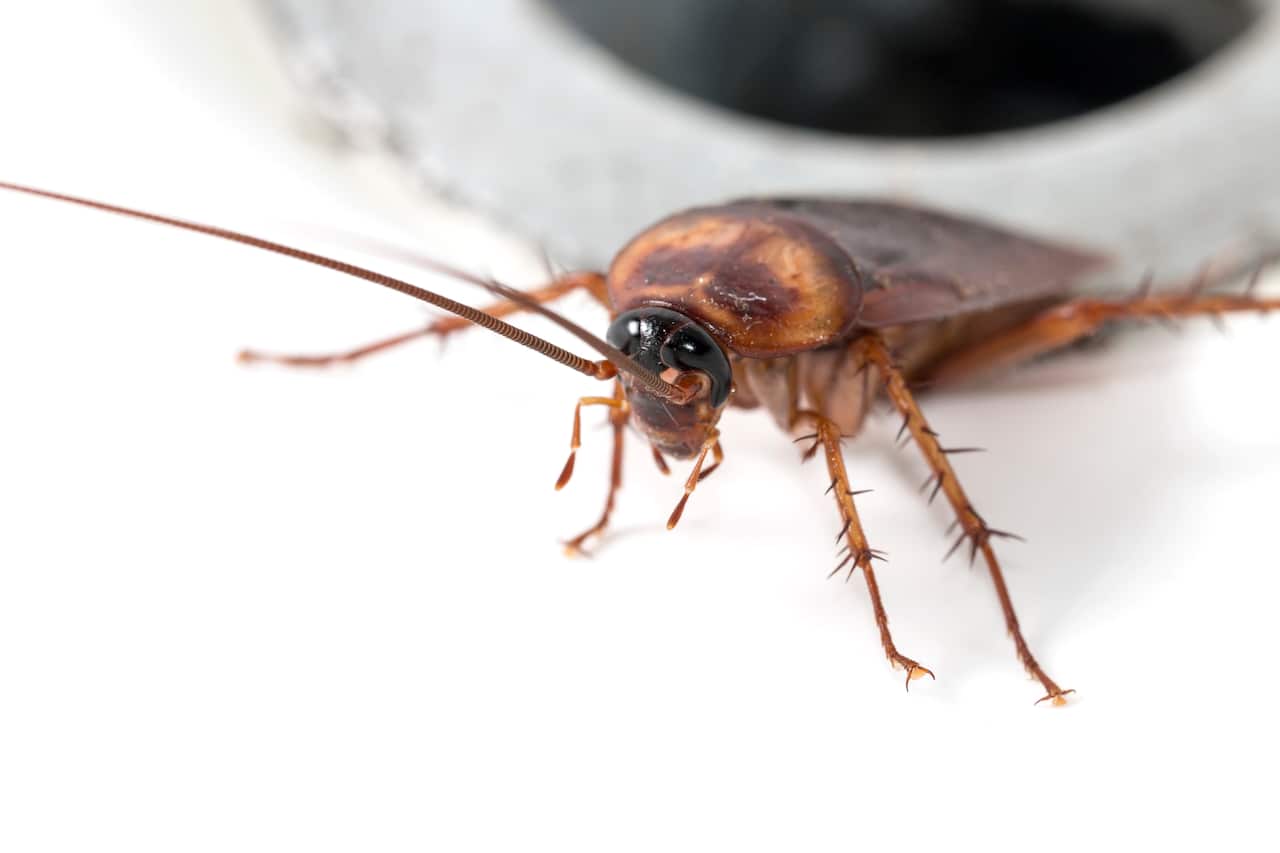 Brown cockroach in a sink close-up