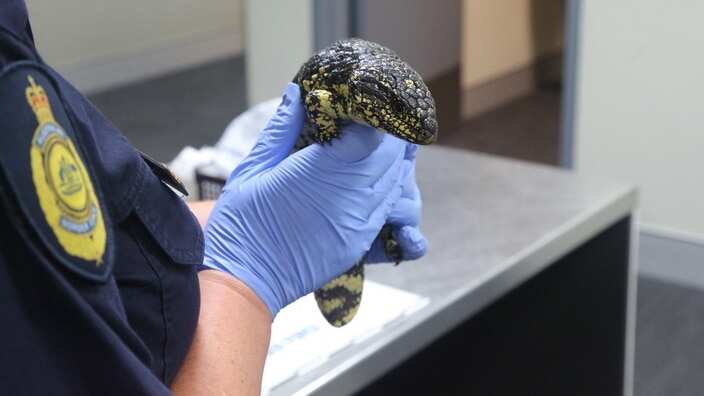 A shingleback lizard found in a 46-year-old Japanese national's luggage at Sydney Airport in February