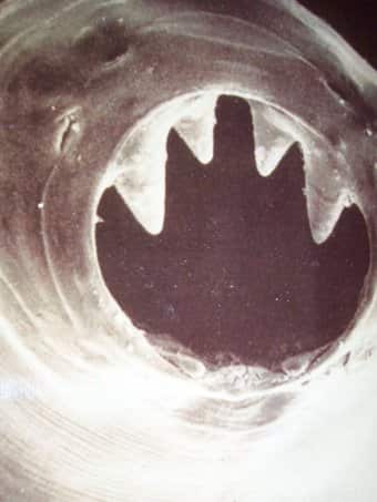 A hookworm's teeth and mouth are used to burrow into the host.