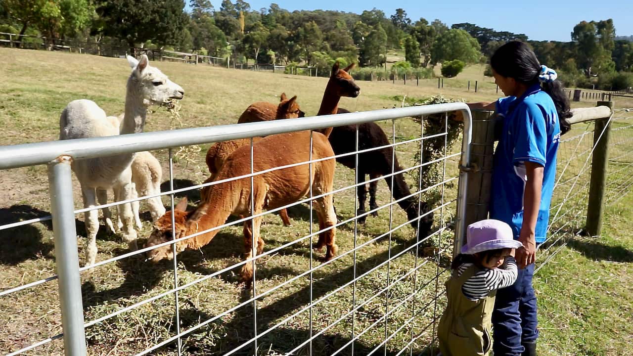 อัลปากาทำให้ลูกๆ ของคุณปูได้รู้จักกับธรรมชาติของสัตว์