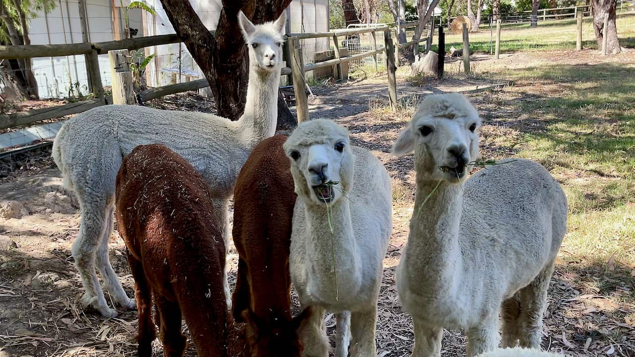 อัลปากาในฟาร์มของคุณปู