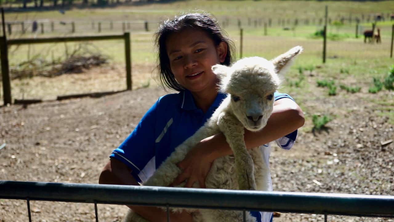 คุณปูอุ้มลูกอัลปากาอายุ 3 วันมาให้ชม