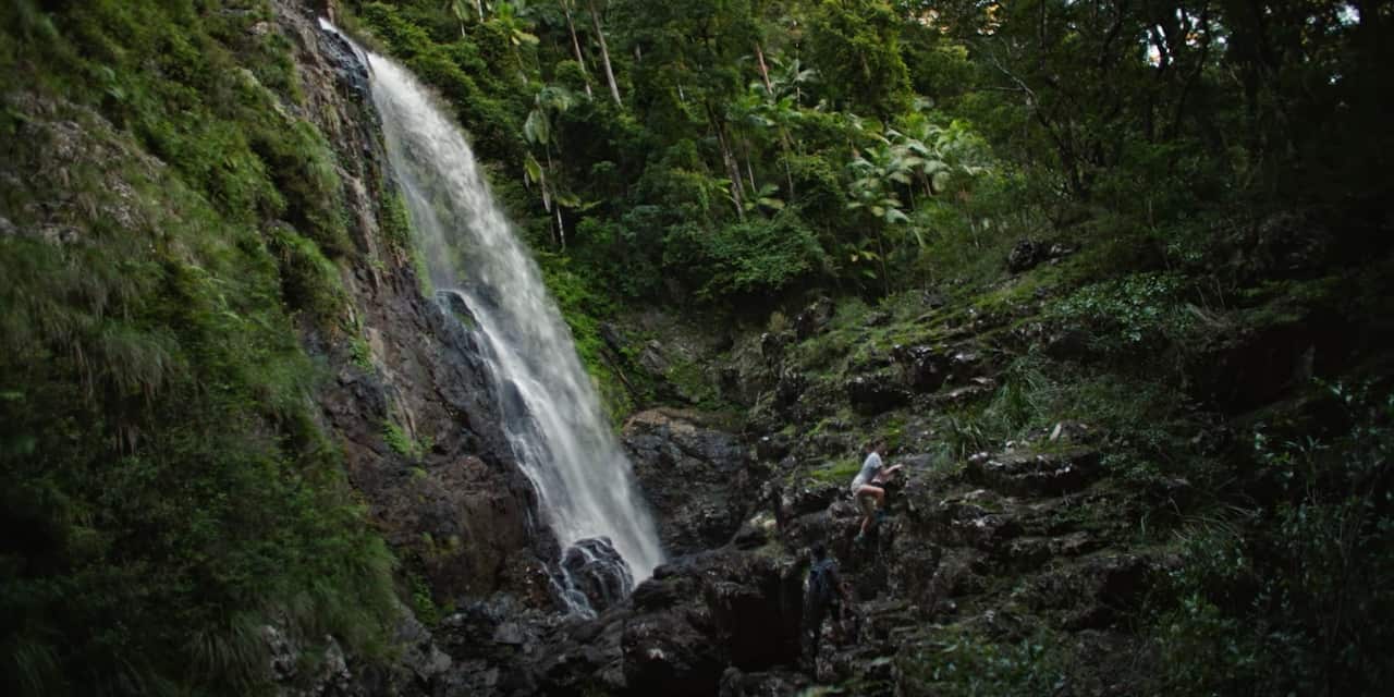 Travellers are being asked to explore the Red Cedar Falls in Dorrigo National Park.