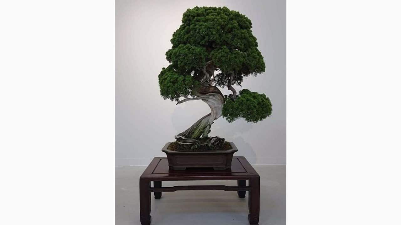 Bonsai