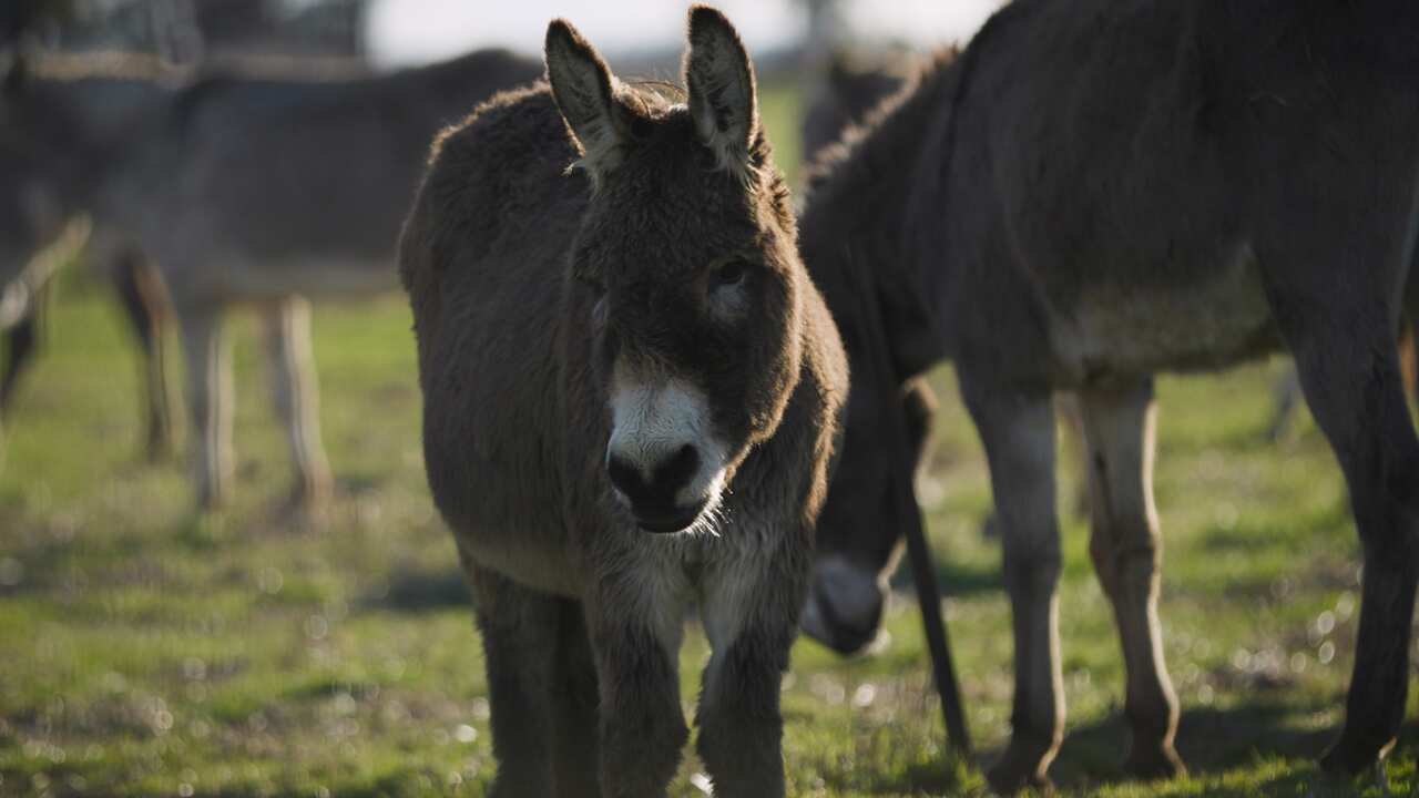 donkey
