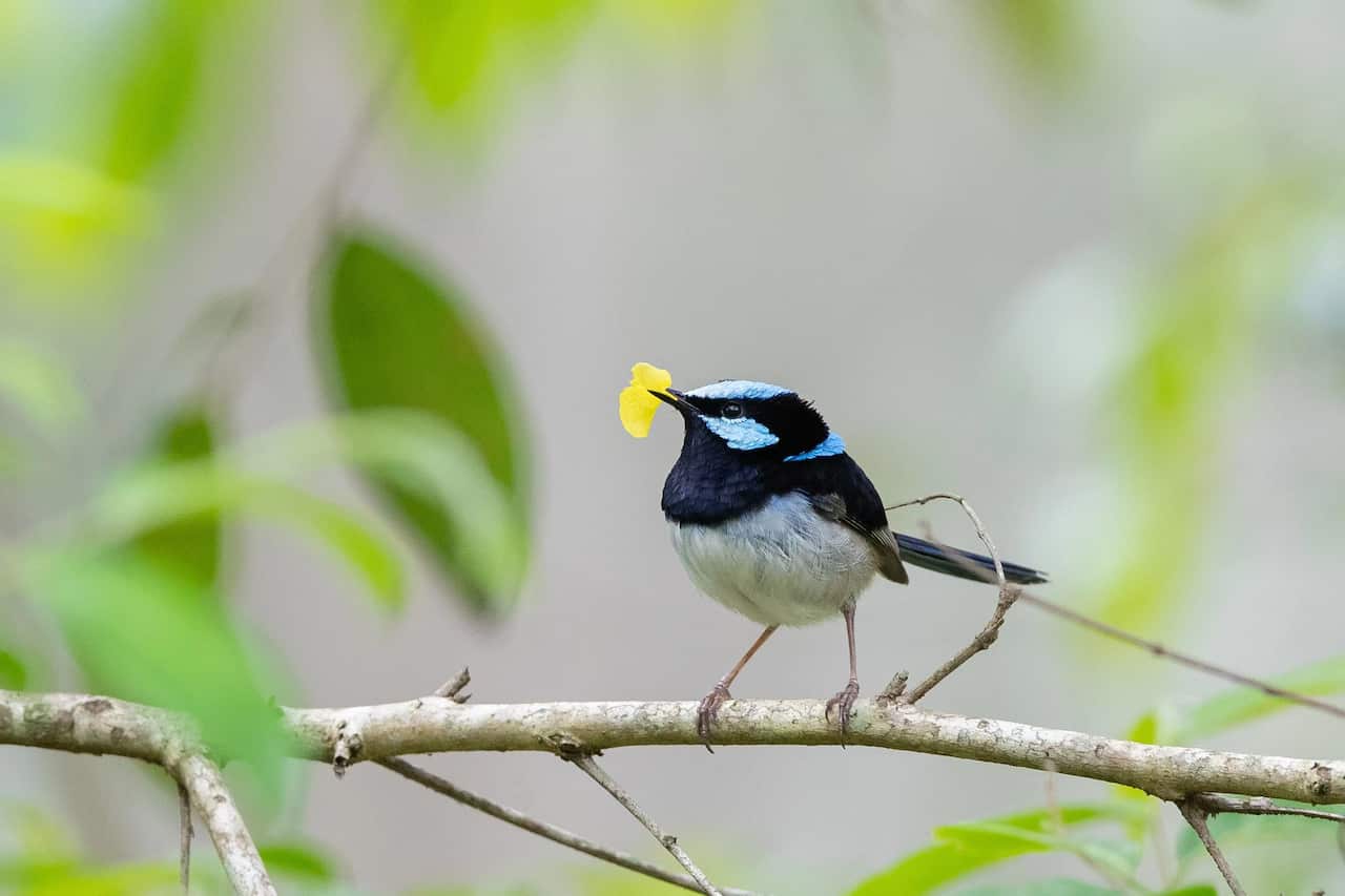 Superb Fairywren